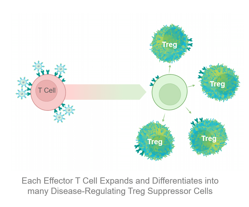 Reverse autoimmune disease by reprogramming disease-causing immune T cells to differentiate and expand into disease-regulating Treg cells